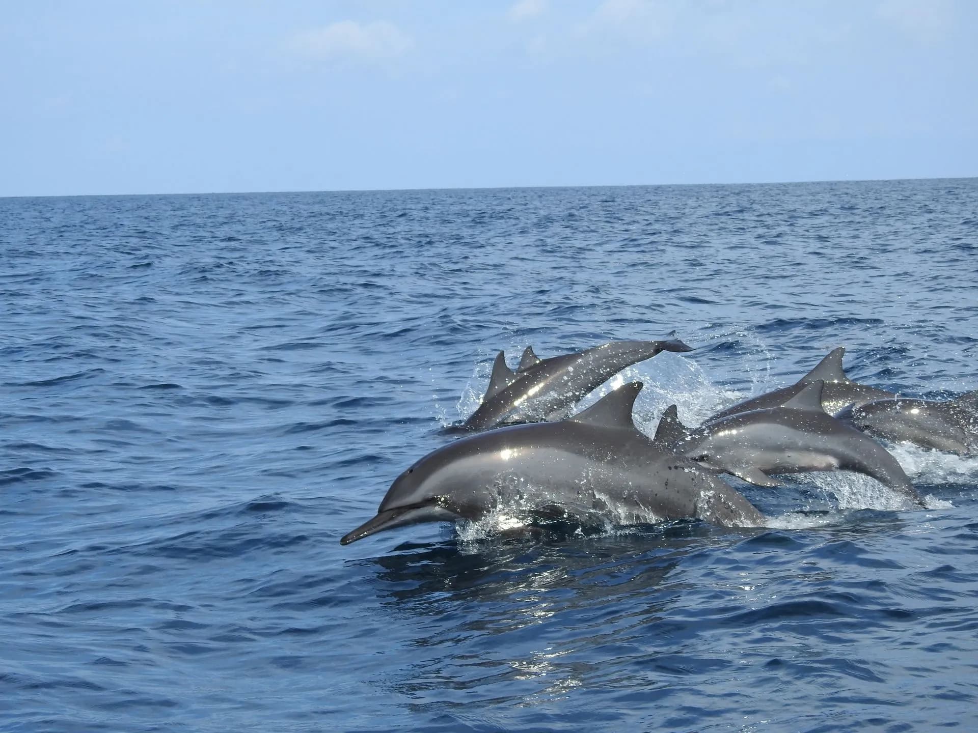 Two wild dolphins surfacing beside a small boat at sunrise off the north coast of Mallorca